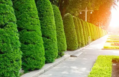 4 Types of Evergreen Hedges