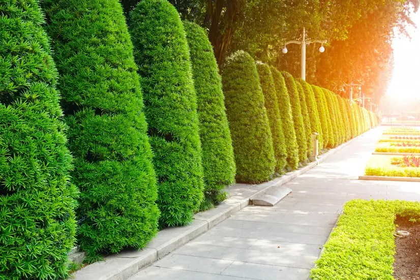4 Types of Evergreen Hedges
