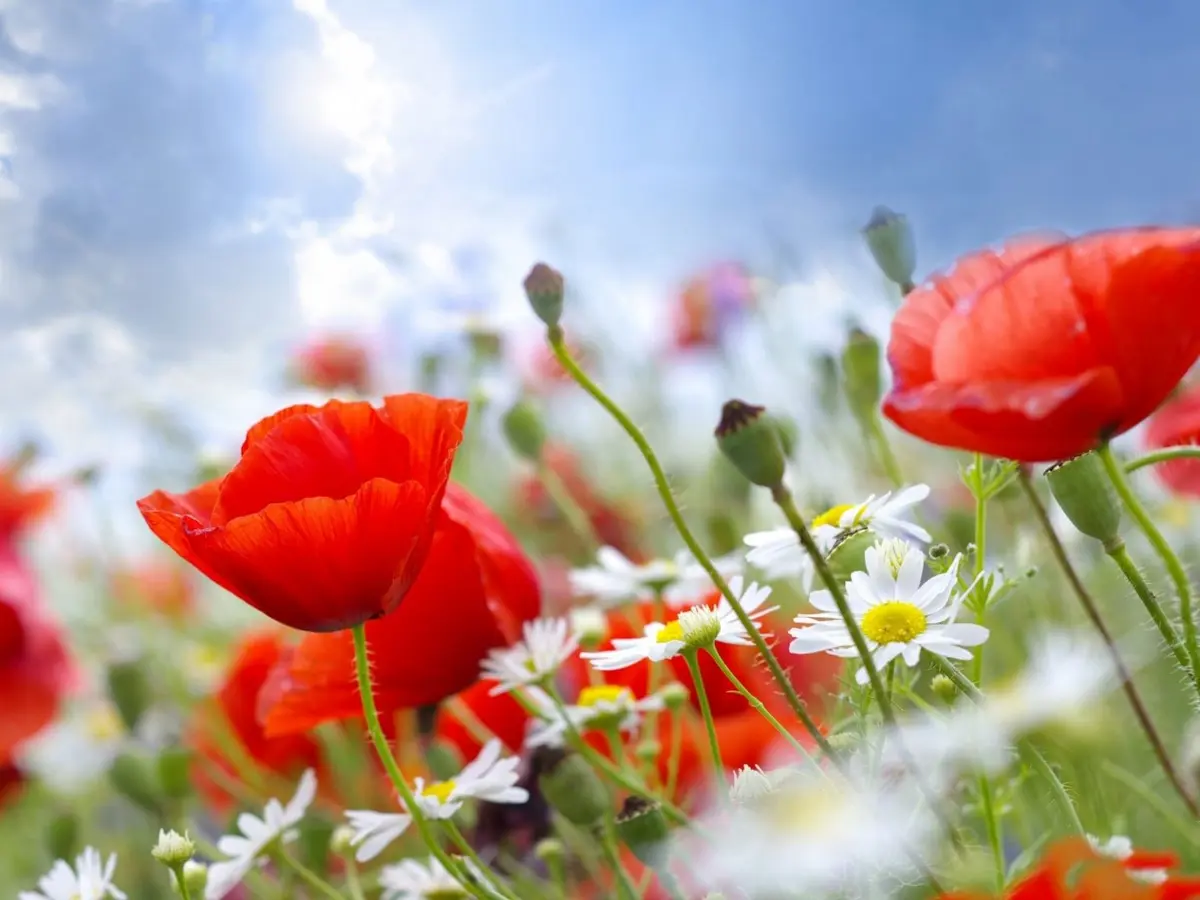 Plante care infloresc toata vara