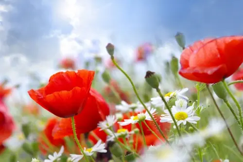 Plante care infloresc toata vara