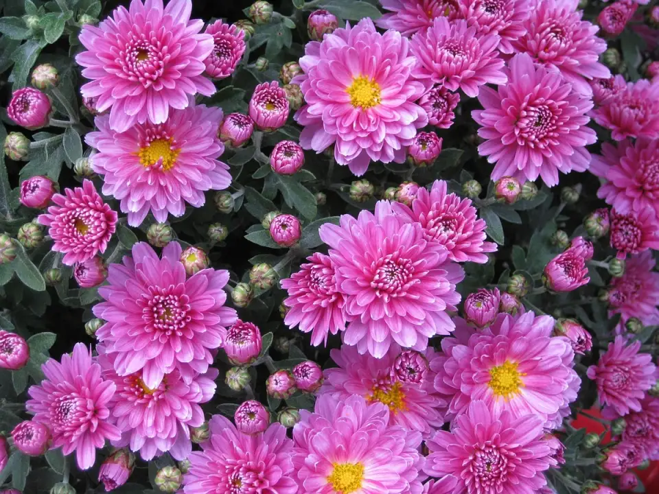 Chrysanthemum: Useful Tips for Planting and Care