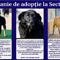 Kinga, Simba și Kuro – trei căței adorabili care își caută o familie – vor fi prezenți la târgul de adopții organizat de PS1. Vineri, acești blănoși își așteaptă cu nerăbdare noii stăpâni și un cămin plin de iubire!