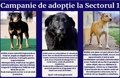 Kinga, Simba și Kuro – trei căței adorabili care își caută o familie – vor fi prezenți la târgul de adopții organizat de PS1. Vineri, acești blănoși își așteaptă cu nerăbdare noii stăpâni și un cămin plin de iubire!