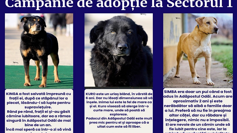 Kinga, Simba și Kuro – trei căței adorabili care își caută o familie – vor fi prezenți la târgul de adopții organizat de PS1. Vineri, acești blănoși își așteaptă cu nerăbdare noii stăpâni și un cămin plin de iubire!