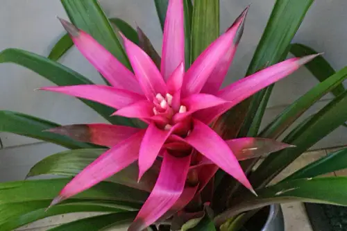 10 plante de interior foarte usor de intretinut