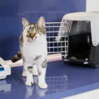 5 Idei pentru a crea un spațiu confortabil pentru pisica ta în apartament