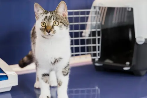 5 Idei pentru a crea un spațiu confortabil pentru pisica ta în apartament