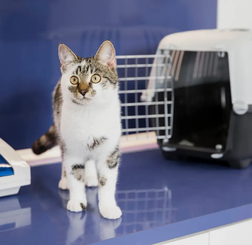 5 Ideas for Creating a Comfortable Space for Your Cat in Your Apartment