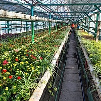 Primăvara aduce un spectacol floral pe străzile din Sectorul 6: Peste un milion de flori vor înfrumuseța sectorul