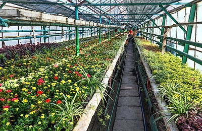 Primăvara aduce un spectacol floral pe străzile din Sectorul 6: Peste un milion de flori vor înfrumuseța sectorul