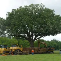 Cum se muta un stejar batran de peste 100 de ani? (VIDEO)