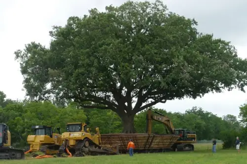 Cum se muta un stejar batran de peste 100 de ani? (VIDEO)