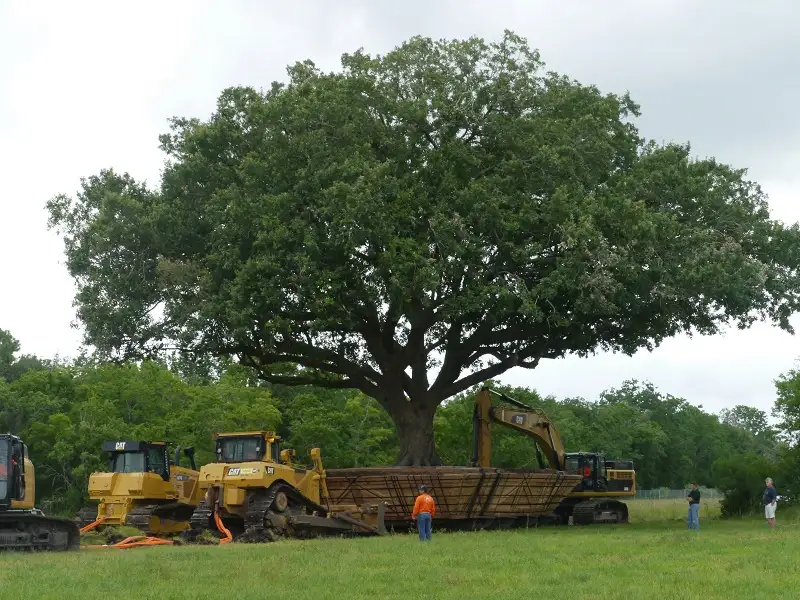 Cum se muta un stejar batran de peste 100 de ani? (VIDEO)