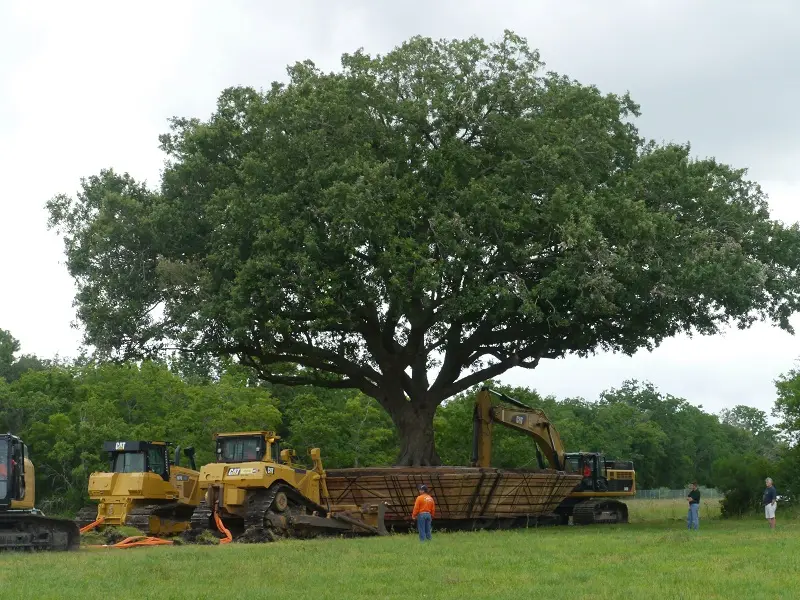Cum se muta un stejar batran de peste 100 de ani? (VIDEO)