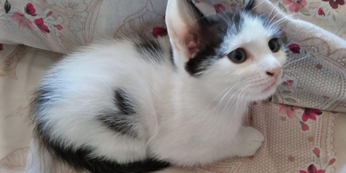 Simfonia tăcută a domesticirii: cum ne-au ales pisicile