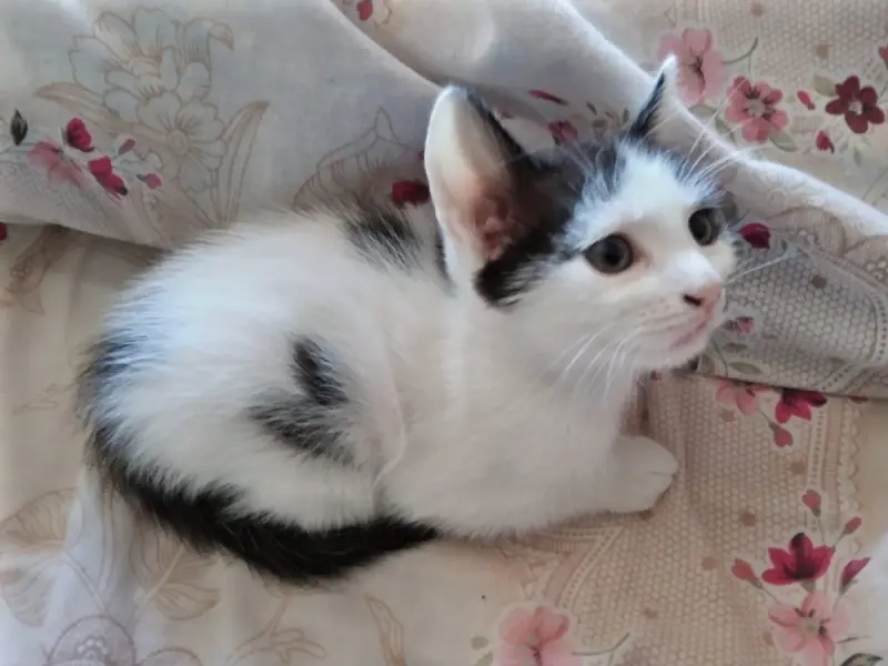 Simfonia tăcută a domesticirii: cum ne-au ales pisicile