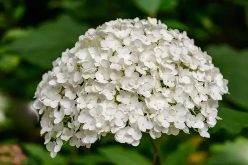 Plante cu flori albe pentru un decor hibernal