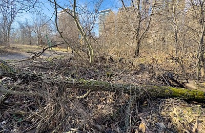 O pădure a răsărit în București, pe un buștean căzut în Delta Văcărești