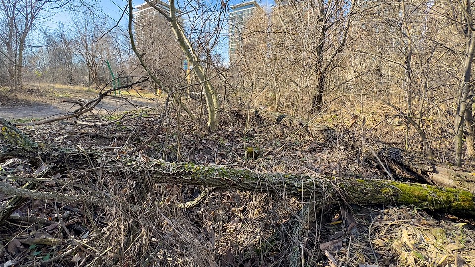 O pădure a răsărit în București, pe un buștean căzut în Delta Văcărești