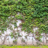 Plante curgătoare spectaculoase pentru curte. Îmbină frumusețea naturală cu un decor elegant