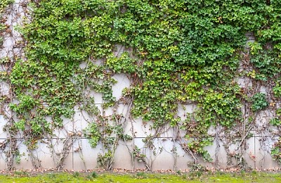 Plante curgătoare spectaculoase pentru curte. Îmbină frumusețea naturală cu un decor elegant
