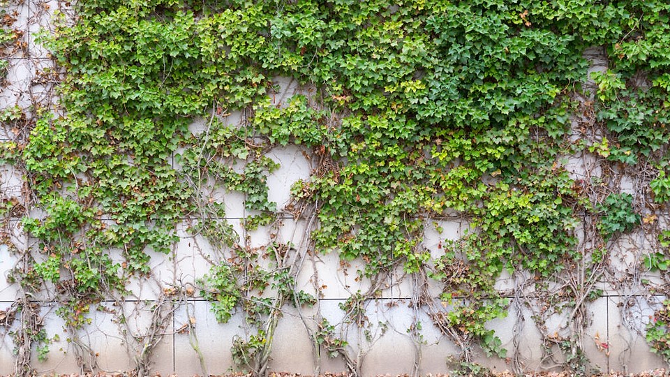 Plante curgătoare spectaculoase pentru curte. Îmbină frumusețea naturală cu un decor elegant