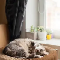 În agora de beton: despre miturile și adevărurile existenței Feline intra-muros