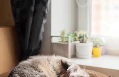 În agora de beton: despre miturile și adevărurile existenței Feline intra-muros