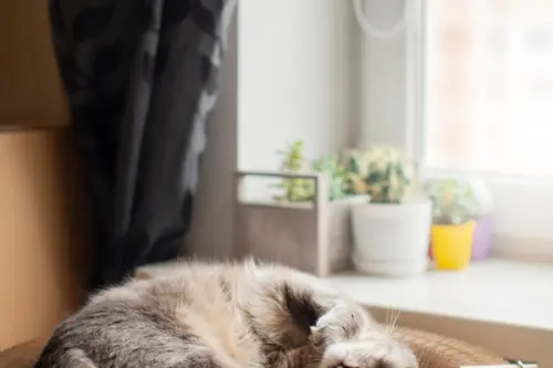 În agora de beton: despre miturile și adevărurile existenței Feline intra-muros