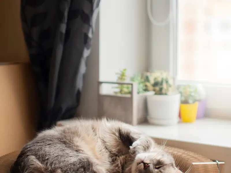 În agora de beton: despre miturile și adevărurile existenței Feline intra-muros