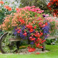 Sfaturi pentru intretinerea gradinii