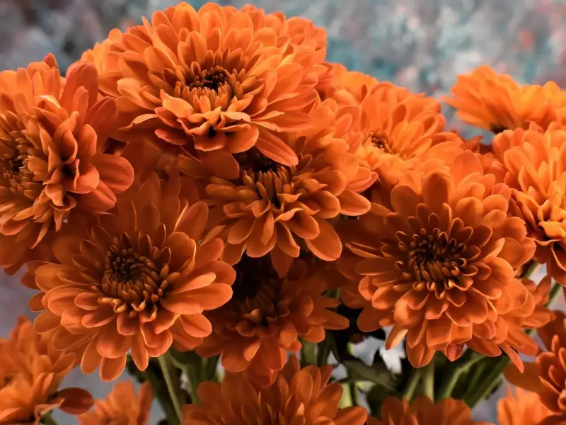 Cinci plante de apartament care purifica aerul