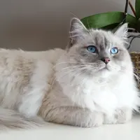 Cele mai bune rase de pisici pentru familiile cu copii