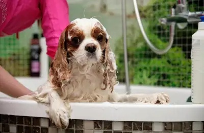 Top 6 Grooming Tips for Long-Haired Dogs