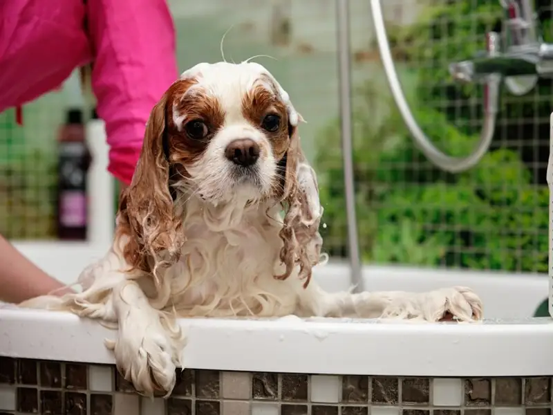 Top 6 trucuri de îngrijire a câinilor cu blană lungă