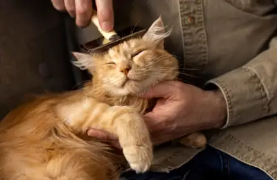 Building a Special Bond with Your Cat