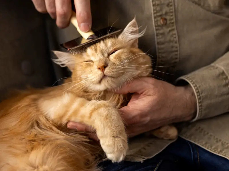 Cum să legi o relație specială cu pisica ta