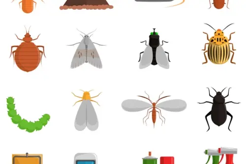 Cum să protejezi casa și grădina de dăunători în mod natural – Metode ecologice pentru a ține insectele și rozătoarele la distanță