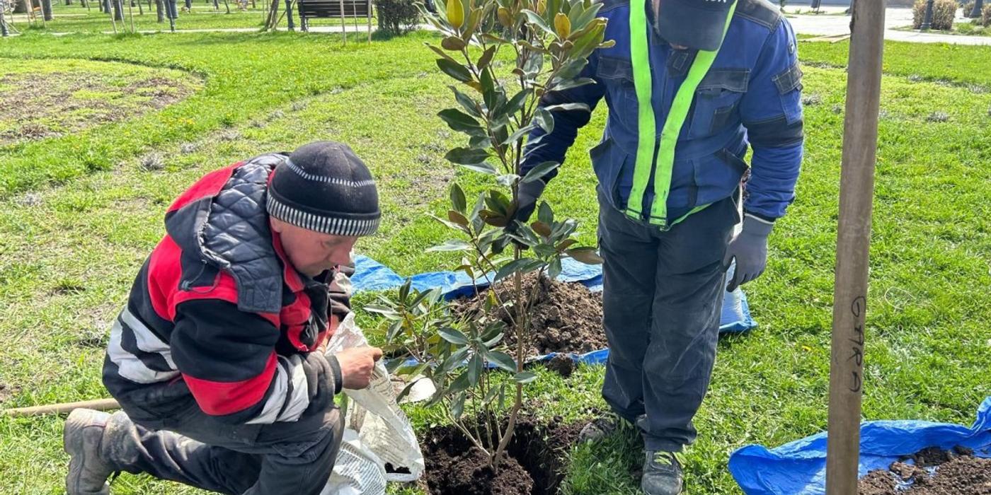 Modernizarea și înverzirea Aleii Hortensiei: O nouă față pentru spațiul urban