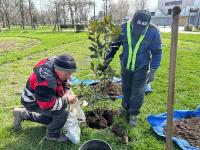 Modernizarea și înverzirea Aleii Hortensiei: O nouă față pentru spațiul urban