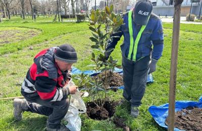 Modernizarea și înverzirea Aleii Hortensiei: O nouă față pentru spațiul urban