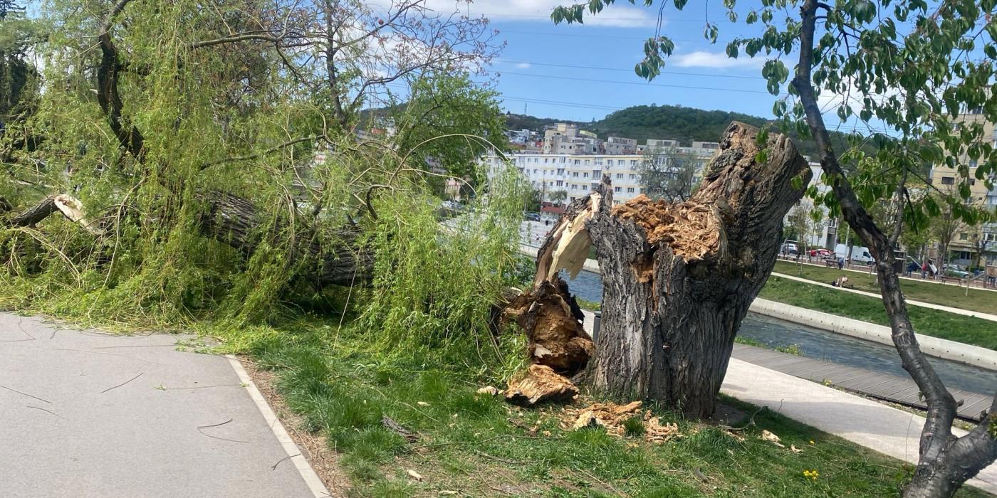Vântul puternic a cauzat mai multe incidente duminică în Cluj-Napoca, punând în pericol siguranța pietonilor și a locuințelor