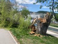 Vântul puternic a cauzat mai multe incidente duminică în Cluj-Napoca, punând în pericol siguranța pietonilor și a locuințelor