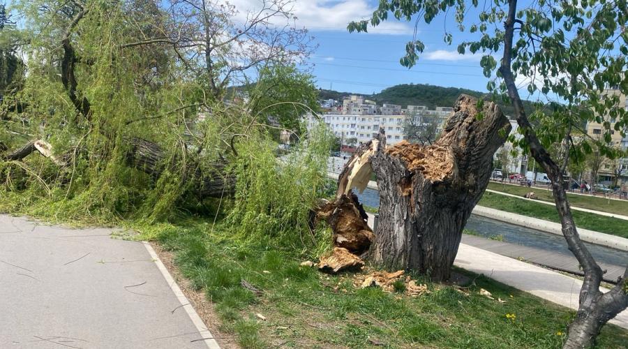 Vântul puternic a cauzat mai multe incidente duminică în Cluj-Napoca, punând în pericol siguranța pietonilor și a locuințelor