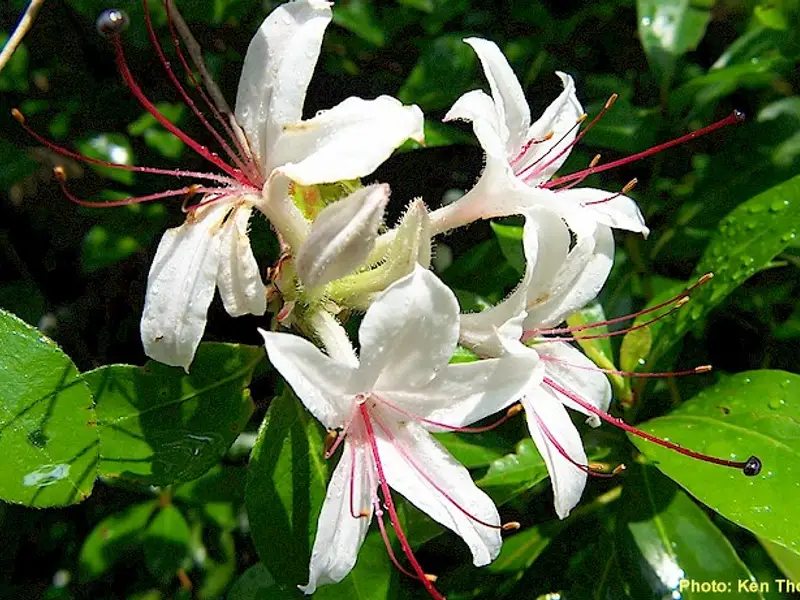 Cum se planteaza Lonicera chinensis?