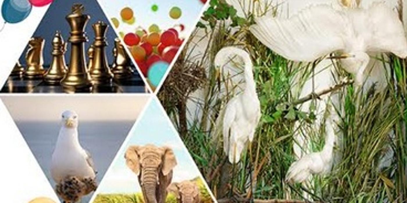 De Ziua Copilului, cei mici sunt aşteptaţi la Muzeul Antipa cu multe surprize