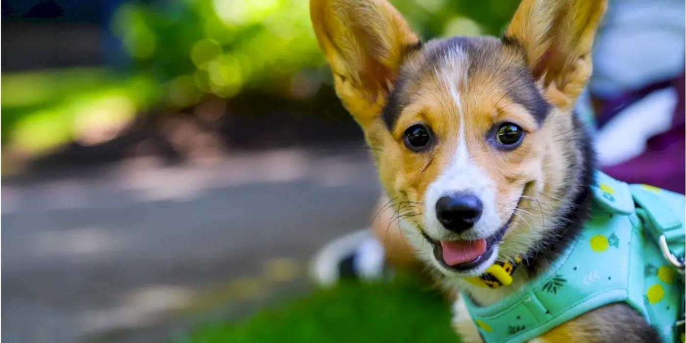 Autoritatea pentru Supravegherea și Protecția Animalelor organizează un nou târg de adopții în acest weekend