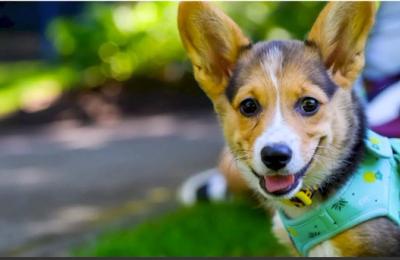 Autoritatea pentru Supravegherea și Protecția Animalelor organizează un nou târg de adopții în acest weekend