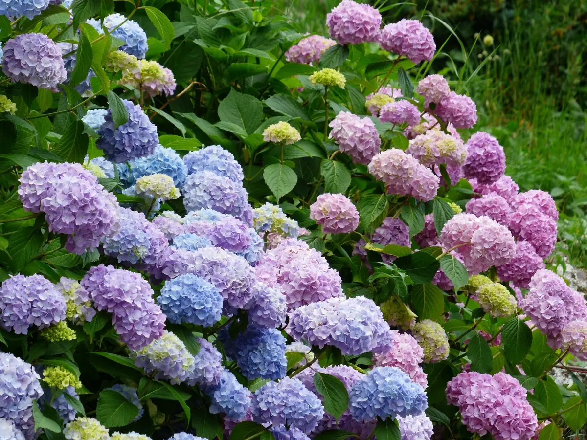 Hortensia tot ce trebuie sa stiti despre cultivarea si ingrijirea uneia dintre cele mai populare plante de gradina