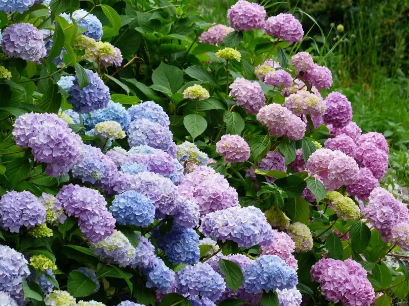 Hortensia tot ce trebuie sa stiti despre cultivarea si ingrijirea uneia dintre cele mai populare plante de gradina